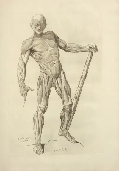 Nový soubor osteologie a myologie; kresleno podle přírody, list 39, Jacques Gamelin