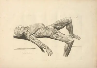 Nouveau recueil d’ostéologie et de myologie; dessiné d’après nature Pl.33 av Jacques Gamelin