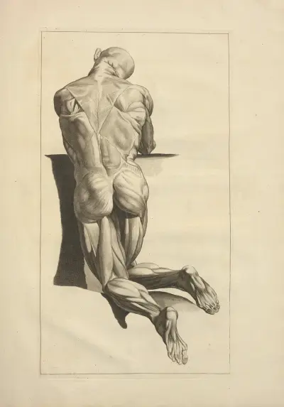 Nouveau recueil d’ostéologie et de myologie; dessiné d’après nature Pl.28 av Jacques Gamelin