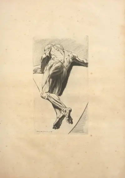 Nouveau recueil d’ostéologie et de myologie; dessiné d’après nature Pl.52 av Jacques Gamelin