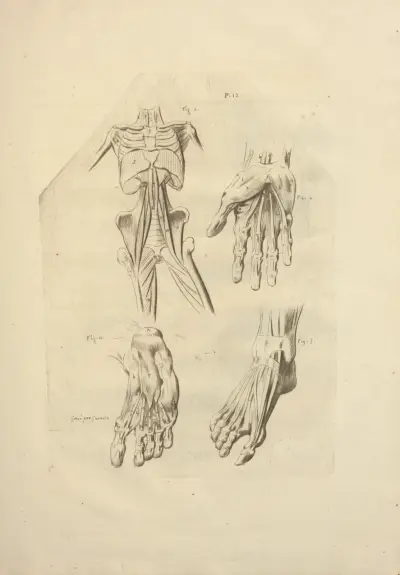 Nouveau recueil d’ostéologie et de myologie; dessiné d’après nature Pl.60 av Jacques Gamelin