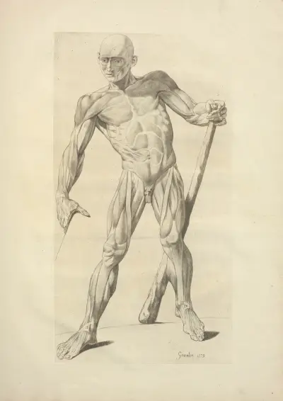 Nytt samlingsverk om osteologi och myologi; tecknat efter naturen, pl. 30 av Jacques Gamelin