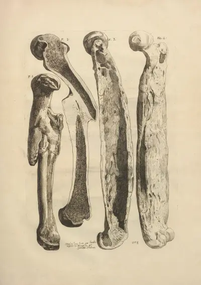 Nouveau recueil d’ostéologie et de myologie; dessiné d’après nature Pl.25 av Jacques Gamelin