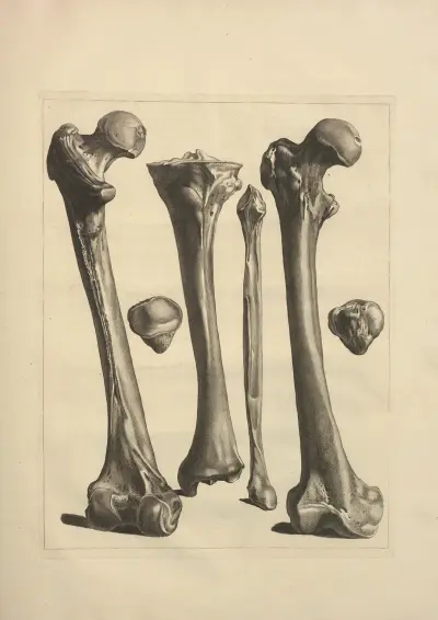 Nouveau recueil d’ostéologie et de myologie; dessiné d’après nature Pl.24 av Jacques Gamelin