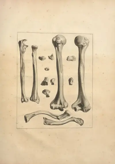 Nouveau recueil d’ostéologie et de myologie; dessiné d’après nature Pl.23 av Jacques Gamelin