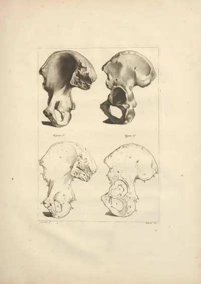 Nouveau recueil d’ostéologie et de myologie; dessiné d’après nature Pl.21 av Jacques Gamelin
