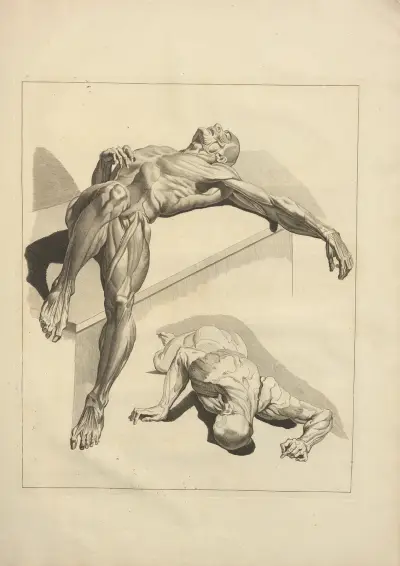 Ny samling av osteologi och myologi; tecknad efter naturen, pl. 29 av Jacques Gamelin