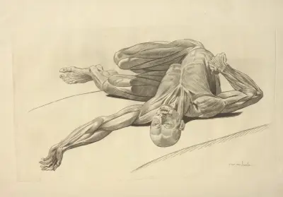 Nouveau recueil d’ostéologie et de myologie; dessiné d’après nature Pl.36 av Jacques Gamelin