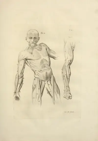 Neues Sammelwerk über Osteologie und Myologie; nach der Natur gezeichnet, Tafel 38 von Jacques Gamelin