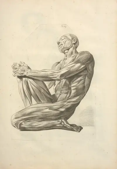 Nytt urval av osteologi och myologi; tecknat efter naturen pl. 46 av Jacques Gamelin