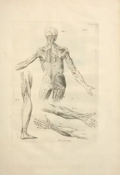 Nouveau recueil d’ostéologie et de myologie; dessiné d’après nature Pl.51 av Jacques Gamelin