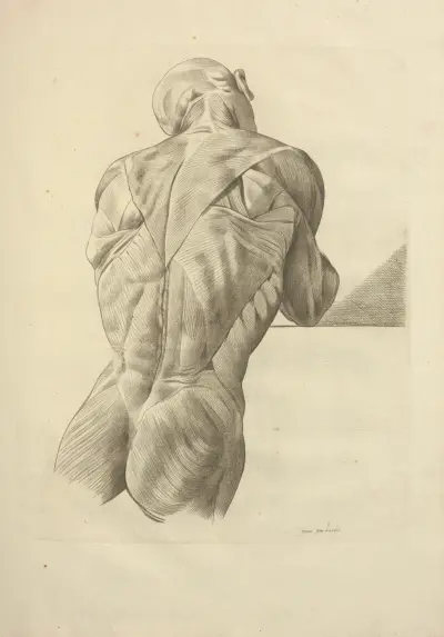 Nouveau recueil d’ostéologie et de myologie; dessiné d’après nature Pl.58 av Jacques Gamelin