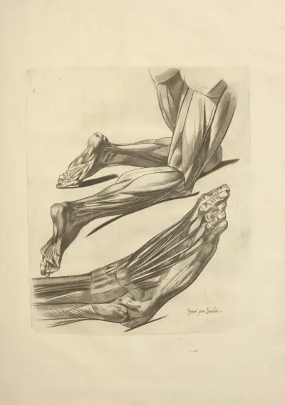 Nouveau recueil d’ostéologie et de myologie; dessiné d’après nature Pl.61 av Jacques Gamelin
