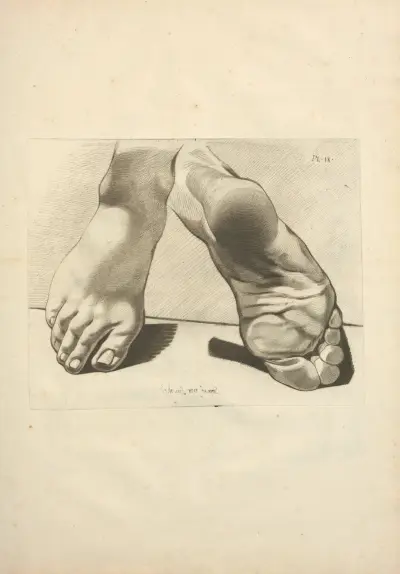 Nouveau recueil d’ostéologie et de myologie; dessiné d’après nature Pl.62 av Jacques Gamelin
