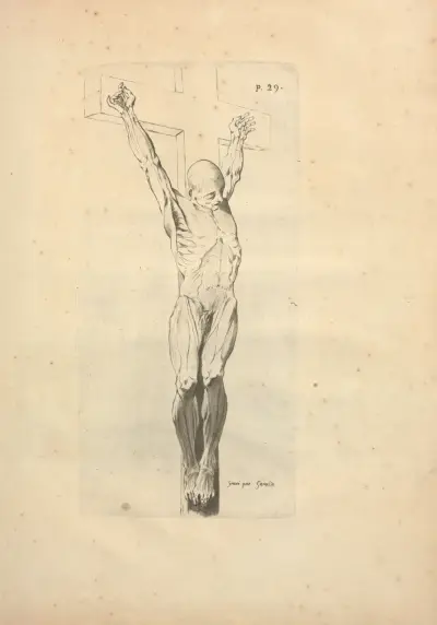Nouveau recueil d’ostéologie et de myologie; dessiné d’après nature Pl.64 av Jacques Gamelin