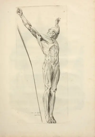 Nouveau recueil d’ostéologie et de myologie; dessiné d’après nature Pl.67 av Jacques Gamelin
