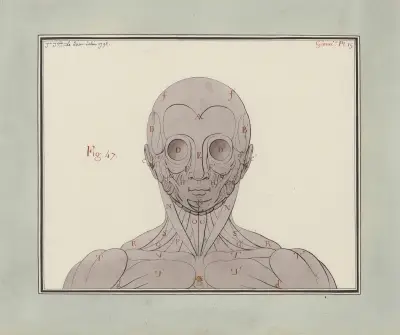 Ecorché, vue de face von Jean Jacques Lequeu