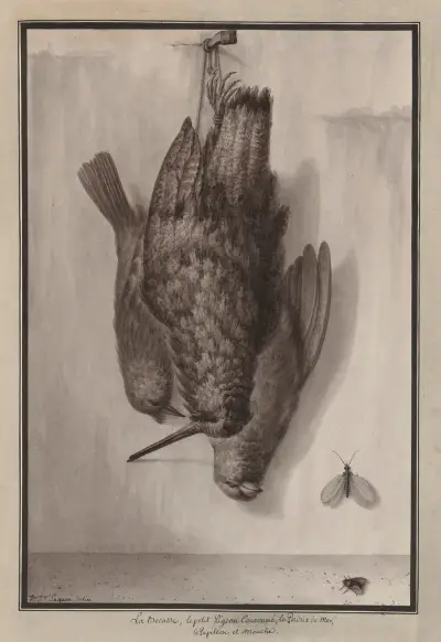 La becasse, le petit pigeon couronné, la perdrix de mer, le papillon et mouche av Jean Jacques Lequeu