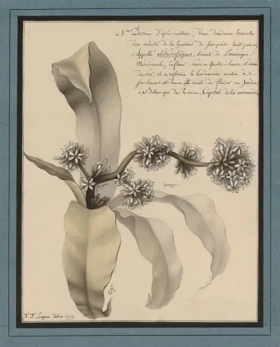 Botanisk plansch av Jean Jacques Lequeu
