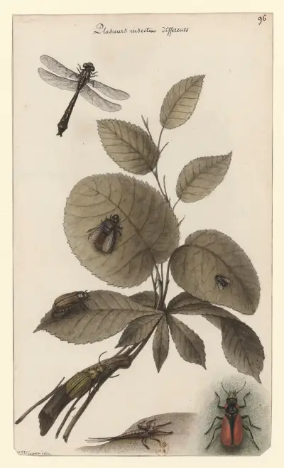 Flera olika insekter av Jean Jacques Lequeu