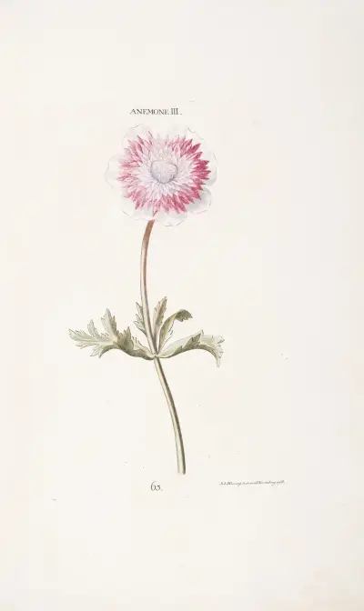 Anemone III av Christoph Jakob Trew