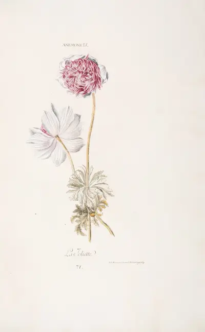Anemone IV. La Joliette av Christoph Jakob Trew