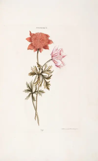 Anemone V av Christoph Jakob Trew