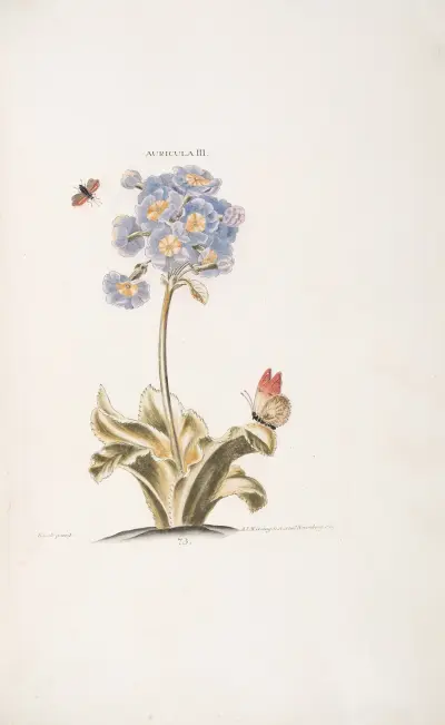 Auricula III av Christoph Jakob Trew