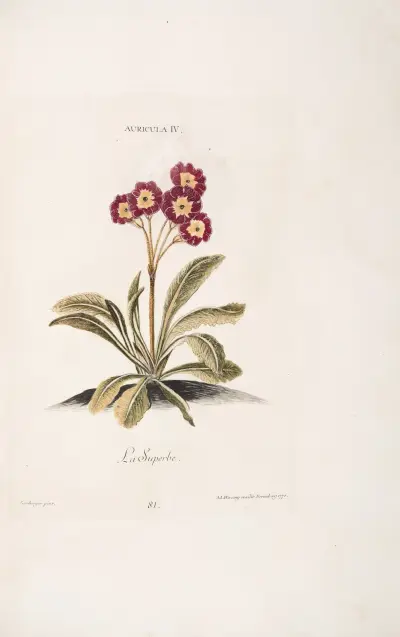 Auricula IV. La Superbe av Christoph Jakob Trew