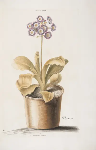 Auricula Ursi I. Danae av Christoph Jakob Trew