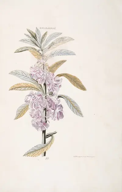 Balsamina I av Christoph Jakob Trew