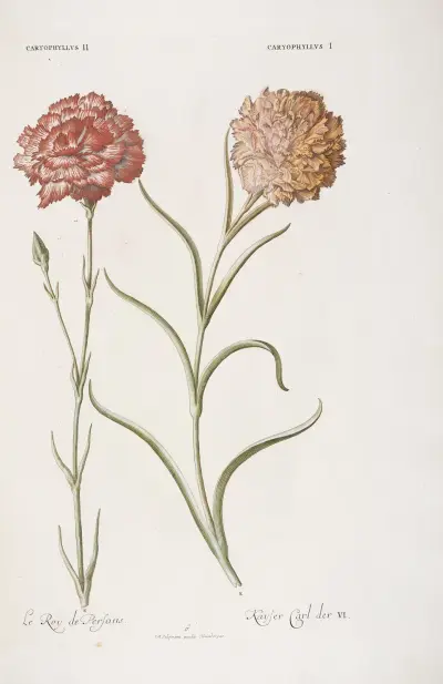 Caryophyllus I. et II. Kayser Carl der VI Le Roy des Perfans av Christoph Jakob Trew