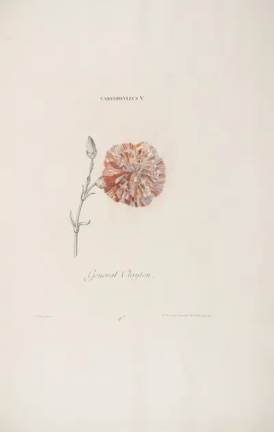 Caryophyllus V. General Clayton, Christoph Jakob Trew