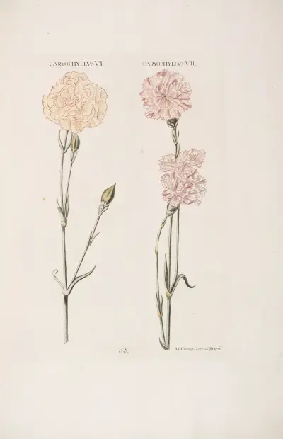 Caryophyllus VI. et VII av Christoph Jakob Trew
