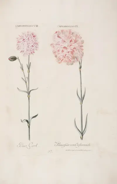 Caryophyllus VIII. et IX. Prinz Carl. Prinzefinn von Oesterreich av Christoph Jakob Trew