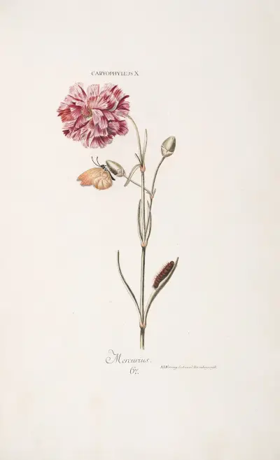 Caryophyllus X. Mercurius av Christoph Jakob Trew