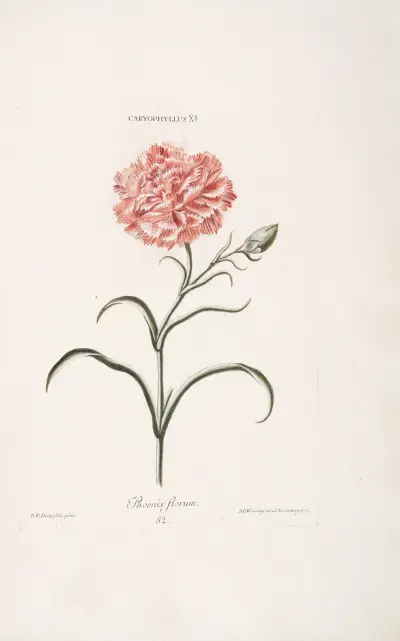 Caryophyllus XI. Phoenix florum av Christoph Jakob Trew