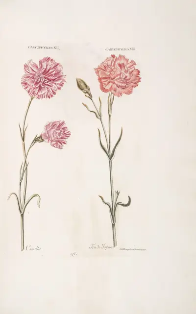 Caryophyllus XII. Camilla; et XIII. Feu de Japon av Christoph Jakob Trew