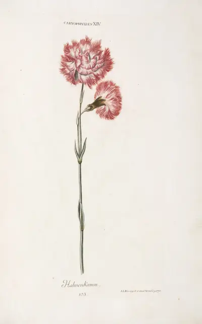 Caryophyllus XIV. Hahnenkamm av Christoph Jakob Trew
