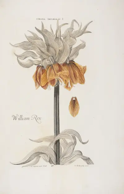Corona Imperialis I. William Rex av Christoph Jakob Trew