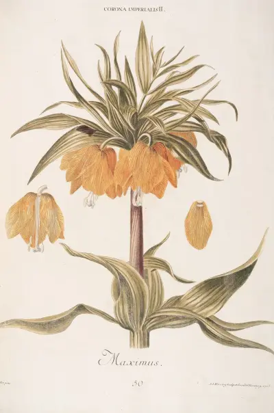 Corona Imperialis II. Maximus av Christoph Jakob Trew