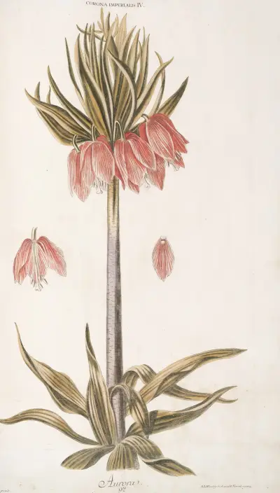 Corona Imperialis IV. Aurora av Christoph Jakob Trew