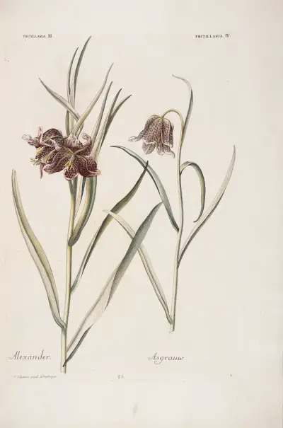 Fritillaria III. et IV. Alexander. Asgraauw av Christoph Jakob Trew