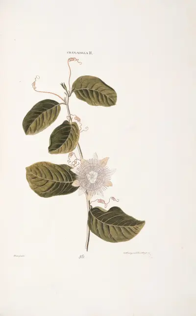 Granadilla II. av Christoph Jakob Trew