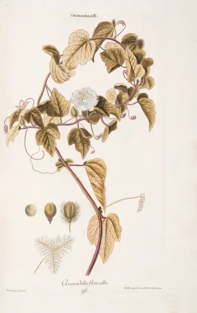 Granadilla III. Granadilla flore albo av Christoph Jakob Trew
