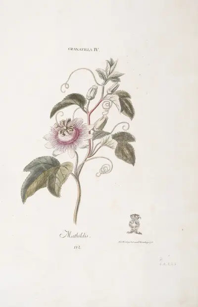 Granadilla IV. Mathildis av Christoph Jakob Trew