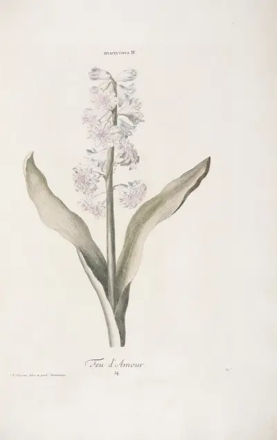 Hyacinthus IV. Feu d’Amour av Christoph Jakob Trew