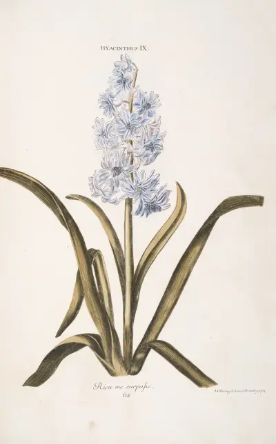Hyacinthus IX. Rien me surpasse av Christoph Jakob Trew