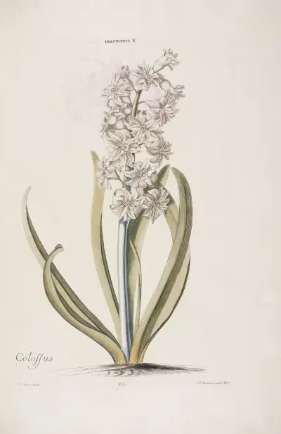 Hyacinthus V. Colossus av Christoph Jakob Trew