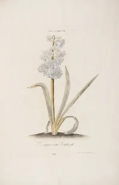 Hyazinthe VI. Königin von Frankreich von Christoph Jakob Trew